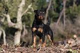 JAGDTERRIER ALLEMAND 068